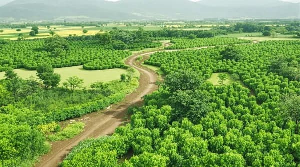 Afforestation background